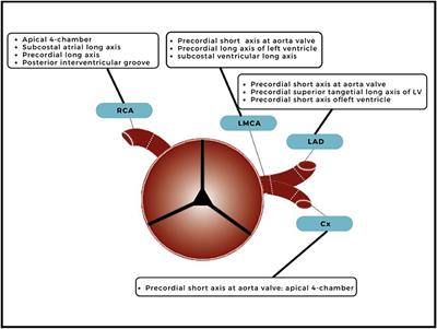 Practical Workflow for Cardiovascular Assessment and Follow-Up in Kawasaki Disease Based on Expert Opinion